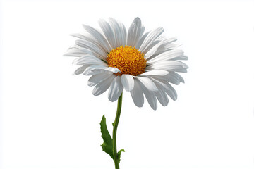 Naklejka premium A cheerful daisy, 3D render, isolated on a white background.