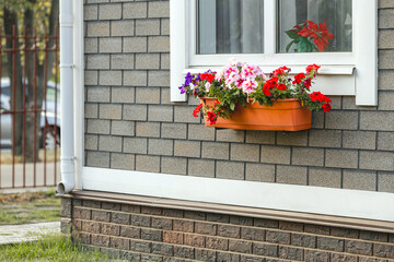 flower pots on the facade of the house. decorating the house facade with flowers. hanging flower pot. multicolored violets in a flowerpot