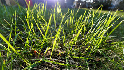 Sonnendurchflutes Gras im Garten