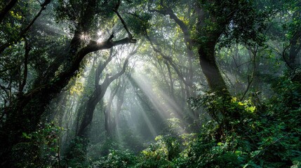 Obraz premium Sunlight streams through dense, misty forest