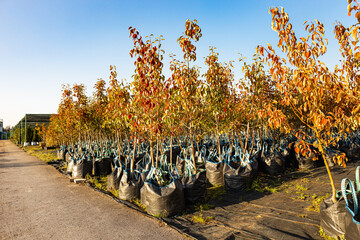 a pear seedling in a plant nursery. planting a pear tree. planting a fruit tree. plant nursery.