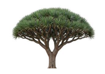 A full, isolated shot of a majestic, broad-crowned tree with a unique, spreading canopy against a pure black background.