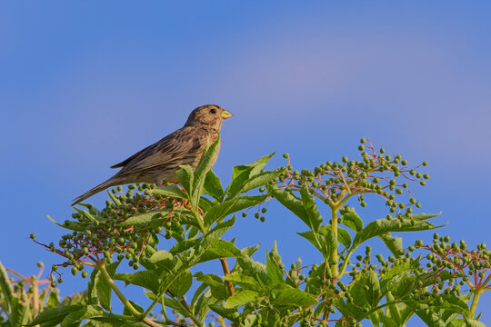 Grauammer (Emberiza calandra) auf Strauch sitzend vor blauem Himmel, selten gewordener Feldvogel Europas, detailreiche Wildlife-Aufnahme in typischer Agrarlandschaft, Symbol f&uuml;r Biodiversit&auml;t