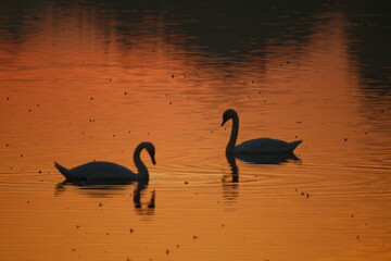 two swans in sunrise