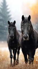 Two black horses walking through a snowy meadow with trees in the background during a foggy day in autumn