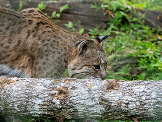 bob cat in the wild