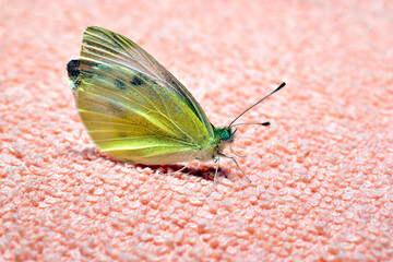 The cabbage white butterfly is a diurnal butterfly from the cabbage white family.
