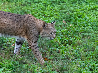 Obraz premium bobcat in the wild