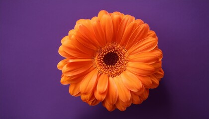 Vibrant Orange Flower On Deep Plum Purple Background Creating Stunning Contrast