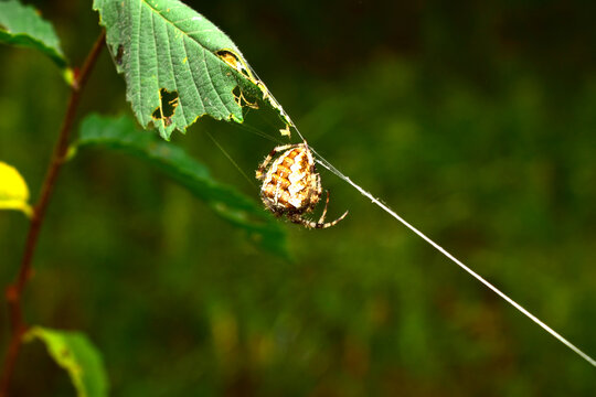 An orb-weaver spider hangs on a single thread of web.
