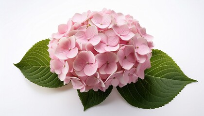 Pink Hydrangea Flowers With Green Leaves Isolated On White Blossoms Of Hortensia Or Hydrangea Plant In Close Up