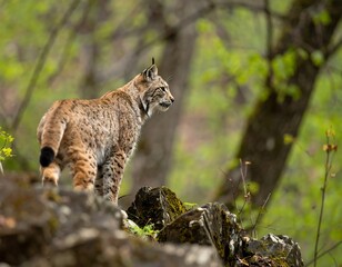Lynx on rocks in forest