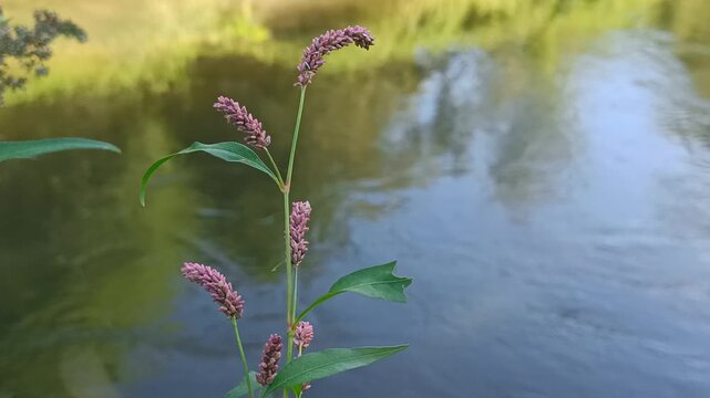Persicaria maculosa near the river, pink flowering plant, peaceful water background, botanical detail