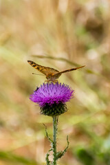 Butterfly resting on vibrant purple thistle flower in a sunny meadow during late summer