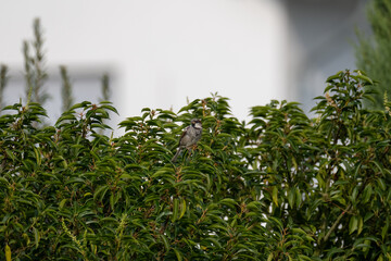 House sparrow perched on green bush with blurred house in background, natural garden scene