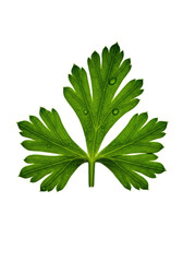 Naklejka premium Ultra-macro shot of vibrant emerald green parsley sprig, dew-kissed, torn leaves revealing intricate veined interior on transparent background. Concept of pristine botanical beauty