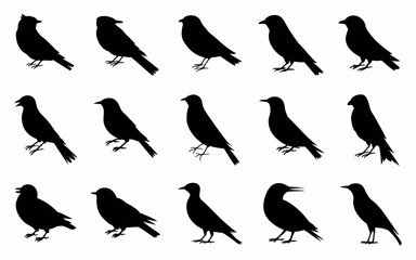 set of birds