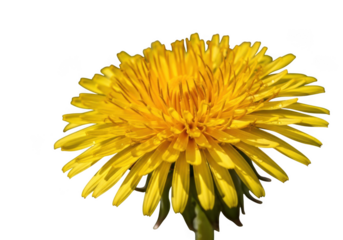 Close-up of a vibrant yellow dandelion flower with detailed petals isolated on transparent background