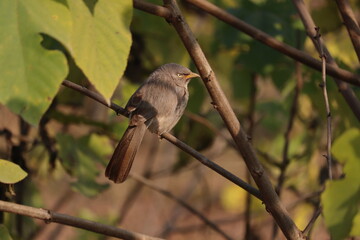 A close-up shot of a jungle babbler bird sitting on a tree branch in natural daylight.