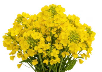 Bright yellow rapeseed flowers bunch close up nature background isolated on transparent background