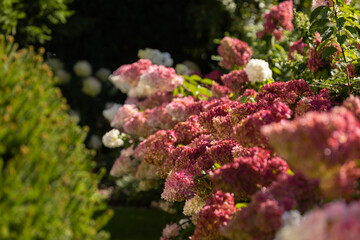 Beautiful Hydrangea paniculata 