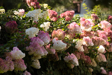 Beautiful Hydrangea paniculata "Vanille Fraise", bouquet hydrangea flowers in the summer home garden, floral wallpaper, background for design