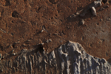 Autumn trend Burnt Wood. Burnt Wood color. Autumn style. Concrete texture. Wall texture. Burnt Wood wall texture