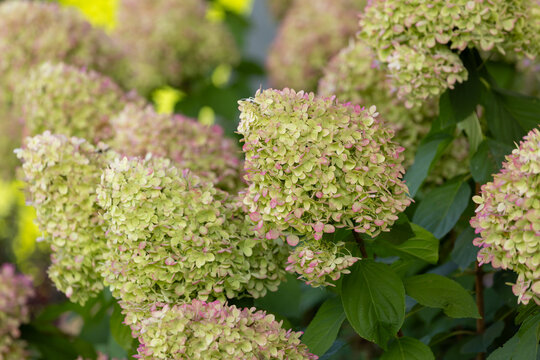Beautiful Hydrangea paniculata "'Limelight", bouquet hydrangea flowers in the summer home garden, floral wallpaper, background for design