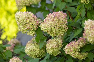 Obraz premium Beautiful Hydrangea paniculata 