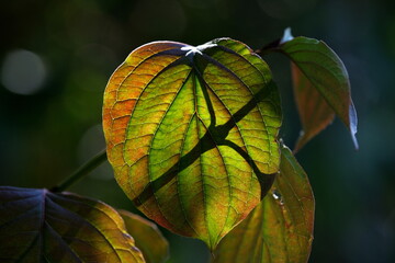 Bunt leuchtendes Blatt im Spätsommer mit Blattadern
