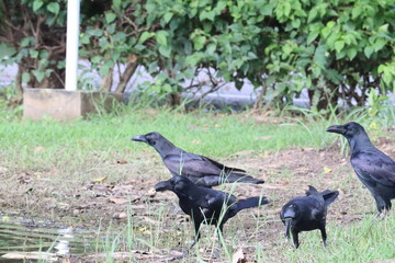 Black Crows in Grassy Area: Witness a gathering of elegant black crows, engaging in a tranquil moment of nature within a vibrant outdoor environment. This moment captures the quiet beauty of nature.