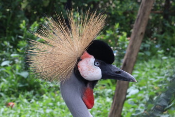 Fototapeta premium Majestic Crane Close-up: Captivating portrait of a crowned crane, showcasing intricate details of its stunning plumage and striking features.