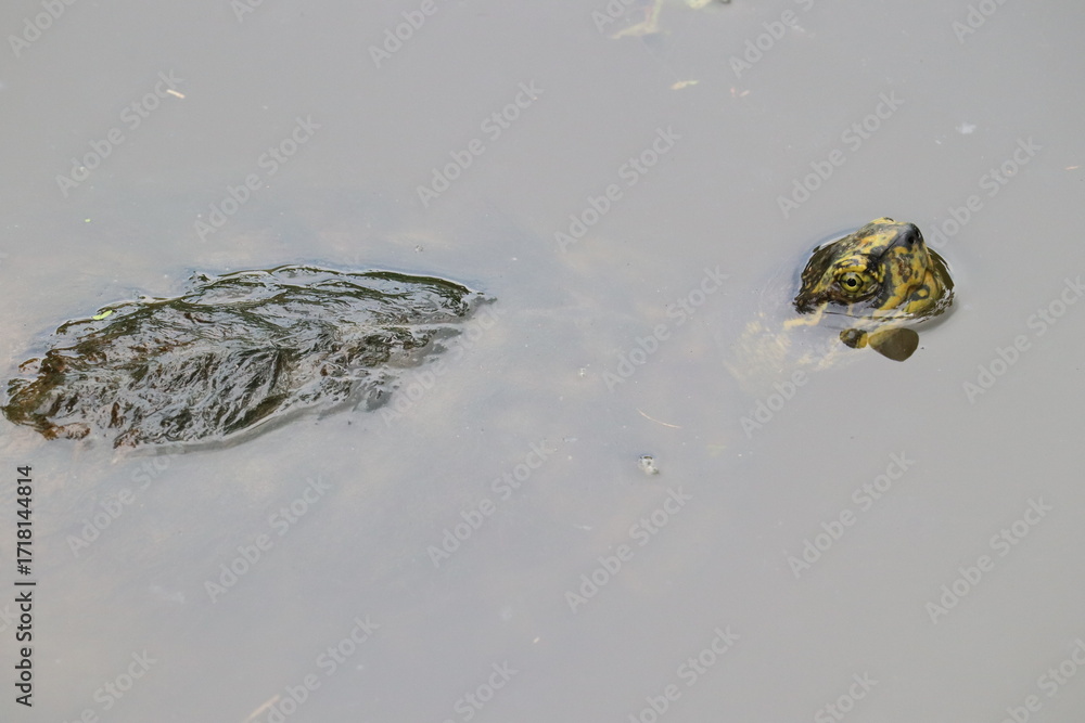 Aufkleber serene waterscape: capturing a peaceful view of a partially submerged stone in tranquil water, accom