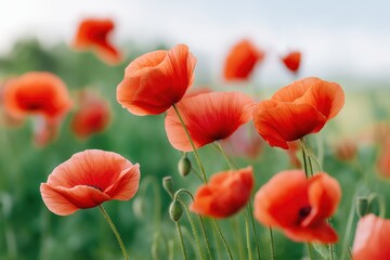 Fototapeta premium Vibrant Red Poppy Flowers in Bloom
