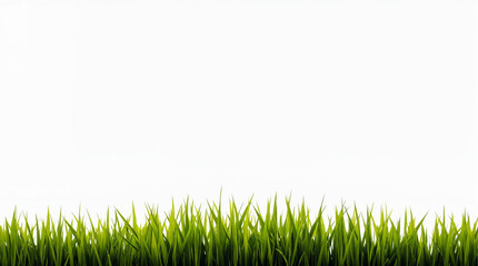 Fototapeta premium Green grass over white light background