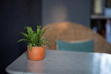 Freshly picked herbs in a pot on a wooden kitchen table