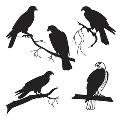 Collection of five silhouette raptors on branches bird