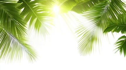 Fototapeta premium Tropical palm leaves sunlight