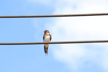 Serene Swallow Perched on Wire: A solitary swallow finds respite on a taut wire, set against a vast, cloud-dappled azure sky, reflecting freedom and simple elegance.