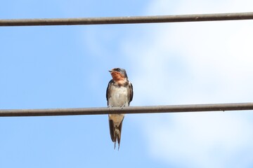 Swallow on Wire: A single swallow perches gracefully on a wire, silhouetted against a vibrant blue sky, embodying freedom and peace.