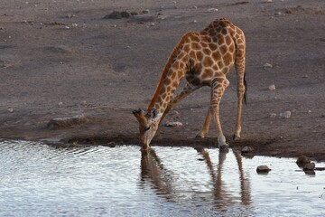 Steppengiraffe (giraffa camelopardalis) trinkt am Wasserloch Chudop im Etoscha Nationalpark