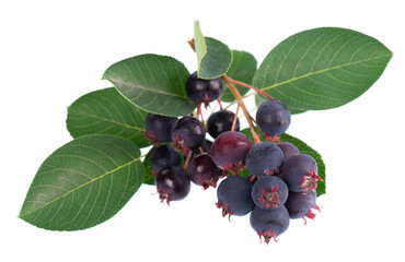 Serviceberry with green leaves isolated on white background. Saskatoon, amelanchier, shadbush, juneberry, irga or sugarplum ripe berries.