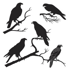Five silhouette birds of prey on tree limbs raptor