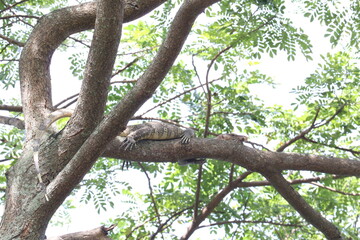 Lizard on a Tree Branch: A close-up shot captures a lizard resting on a branch with a backdrop of lush green foliage, representing a serene moment in nature.