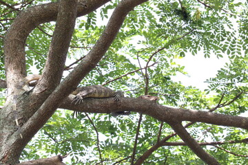 Hidden in the Canopy: A master of camouflage, an iguana rests serenely on a tree branch, blending with its environment. The image captures the iguana's intricate textures and the sun-dappled leaves.