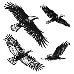 Four Eagles in Flight Silhouettes on White bird flying