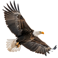 Fototapeta premium Majestic bald eagle in flight with wings spread wide showing detailed feathers isolated on transparent background