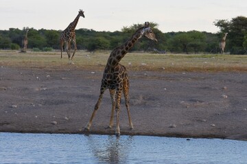 Steppengiraffen (giraffa camelopardalis) trinken am Wasserloch Chudop im Etoscha Nationalpark in Namibia