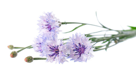 Blue Cornflower isolated on white background. Centaurea cyanus or bachelor's button flowers.