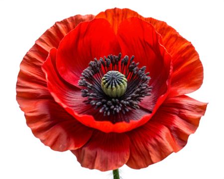 Closeup of a vibrant red poppy flower with intricate details isolated on transparent background is a symbol of remembrance